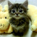 特別支援学級:新 Discord server icon