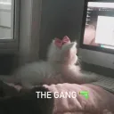 The gang🔫 Discord server icon