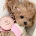 ꒰ 🐾 ꒱ pup ꣑ৎ ᵎᵎ