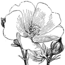 ೄྀ⏤͟͟͞͞༄𝙰𝚕𝚝𝚑𝚊𝚎𝚊 𝙰𝚛𝚝 𝚂𝚝𝚞𝚍𝚒𝚘༅ೄྀ Discord server icon