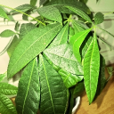 Spring Breakthrough Discord server icon