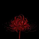 IMPERIO BLOOD🩸