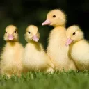 Ducklings (Factions VR)