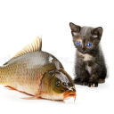 fish market