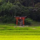 Fujimoto village rp