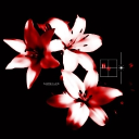 there are 19 notes in an octave Discord server icon