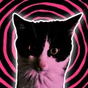 𝖘𝖍𝖎𝖗𝖆𝖘 𝖋𝖆𝖒𝖎𝖑𝖎𝖆
