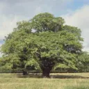 NarraNarra