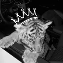 Trasfer