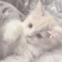☁ ₊˚✧ 𝗣𝗼𝗿𝘁𝗮𝗹 𝗛𝗮𝘃𝗲𝗻 ✧˚₊☁