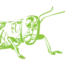 Grasshopper Kung Fu Club