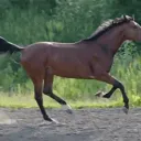 Anteb Horse (SERVER) (Politics RP)