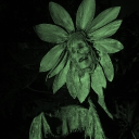 THE HORTUS