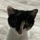 kitten's spawner