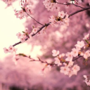 Bloom Heaven ⋆.ೃ࿔*:･ Discord server icon