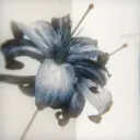 。𝓐zuree ◟``˖