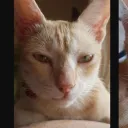 Server de Pisici Discord server icon