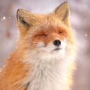 🦊FoxHub🦊