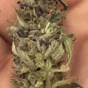 The Best Plug [100]