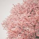 Sakura | blossom |