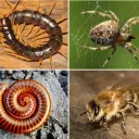 Server icon for Arthropod Enthusiasts