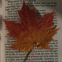 Autumn Leaves 🍁