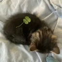 🍀┃ Oc's . meet up spot discord icon