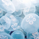 𐔌   𝘬𝘰𝘮𝘪     ‹𝟹   ᵎᵎ Discord server icon