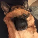 The doghouse gateway discord icon