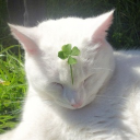 ◞ 💧◟    Dewdrop Discord server icon