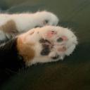 ◞🎠◟    Minuia