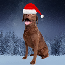 Сабака RP icon