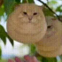 ┈　　　 ☕