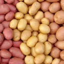 THE POTATOES