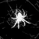 Spiders