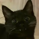 Wings of Fire: Reborn