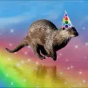 Zizi's Otter Sanctuary!