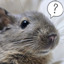 놀러와요 데구의 숲 Discord server icon