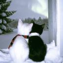 Feline city