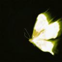 Metamorphosis ⋆˚✿˖°