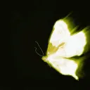 Metamorphosis ⋆˚✿˖°