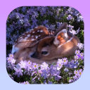 Deer Sanctuary🌷 Discord server icon