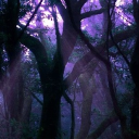 Morning Glory Kingdom Discord server icon