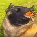 ♡Собака's Paradisea♡