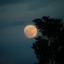 Rising Moons (Canine RP)