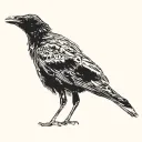 Jackdaw's