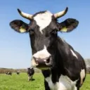 Cow Kingdom