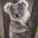 The Koala Hangout
