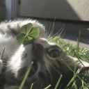 ୧ ‧₊˚ 𝑪𝒐𝒛𝒚 𝒄𝒐𝒓𝒏𝒆𝒓୧ ‧₊˚ Discord server icon