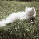 𓍯🐱𓂃𝐂𝐚𝐭﹒𝐓𝐨𝐰𝐧𓂃 ⋆. 𐙚
